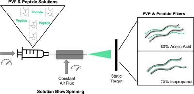 Solvent modulation in peptide sub-microfibers obtained by solution blow spinning